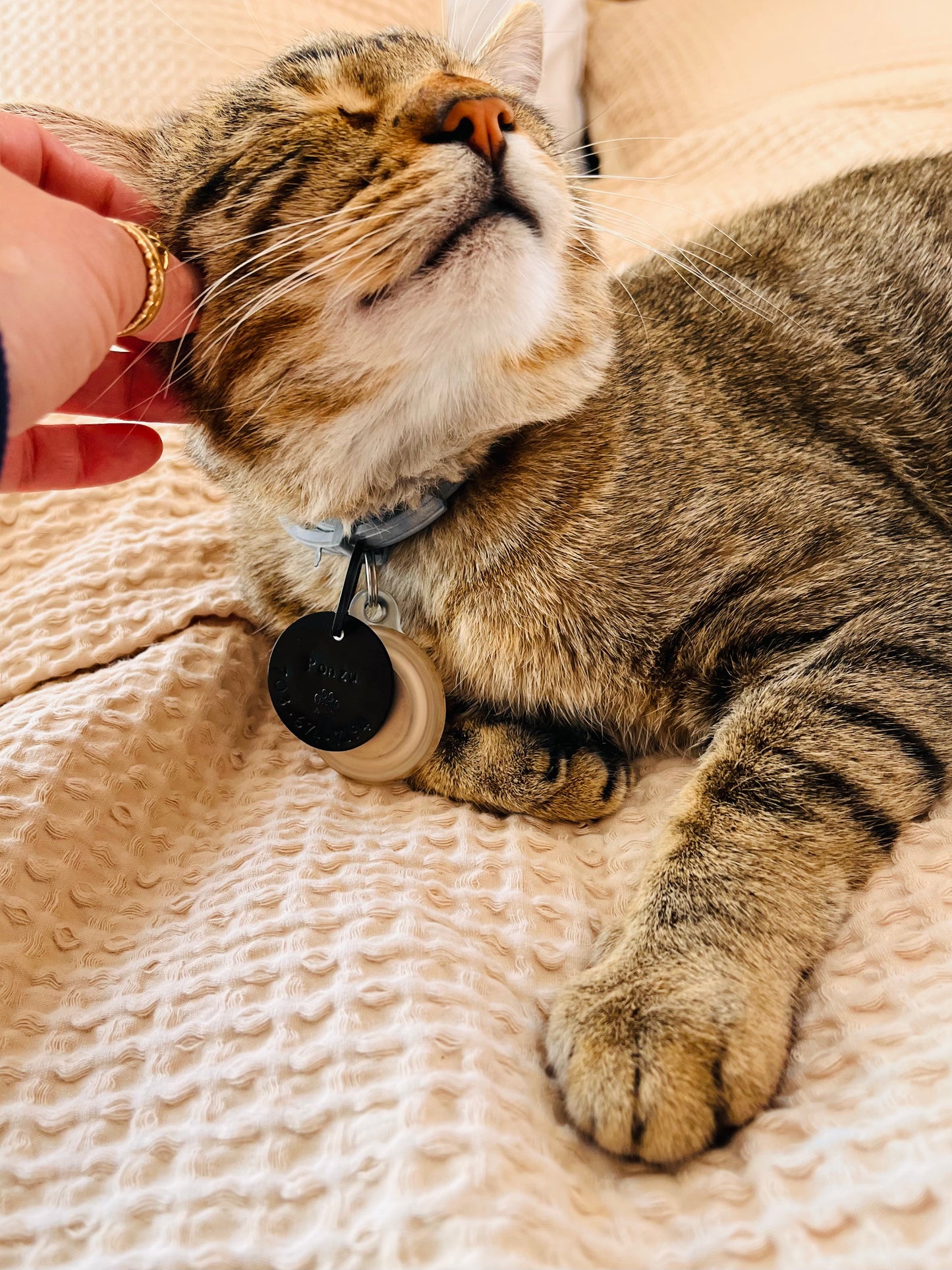 Custom Pet Tag
